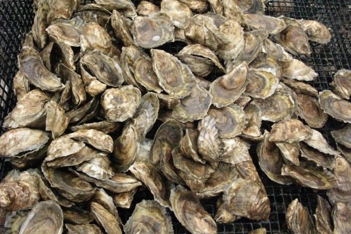 Is_New_Hampshire_Oyster_Farming_Poised_to_Surge.JPG