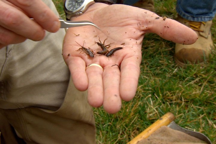 Macroinvertebrate_Counting.jpg